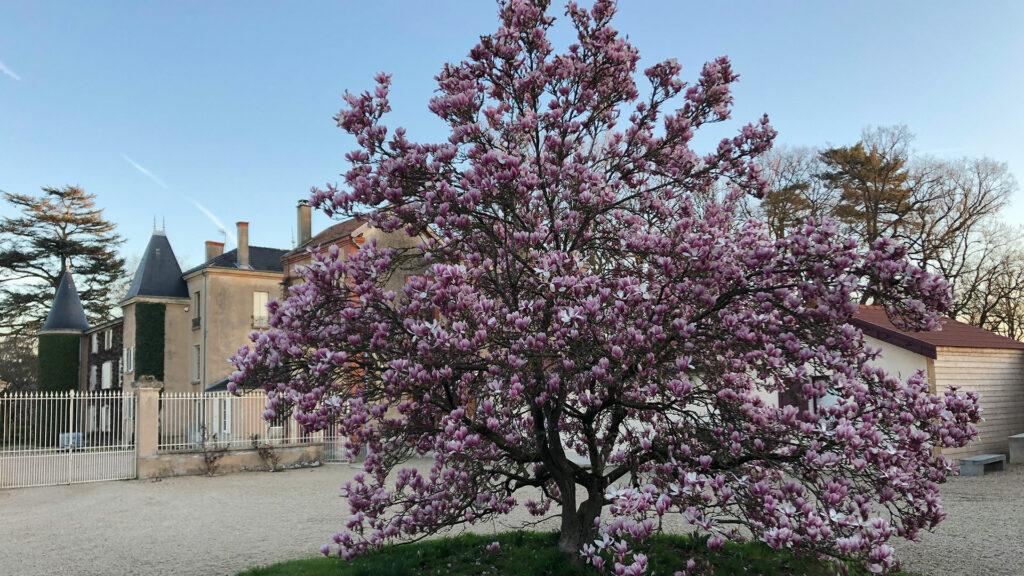 Magnolia en fleurs aux Pavillons d'Aymar