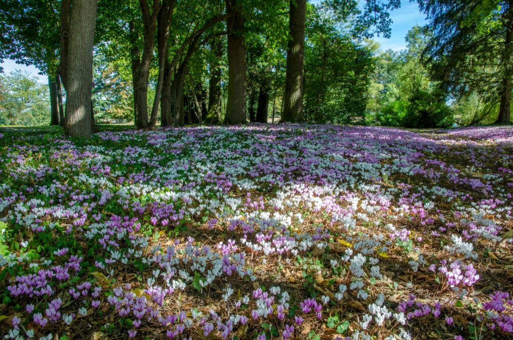 Parc arboré aux Pavillons d'Aymar à Saint-Roamin-la-Motte